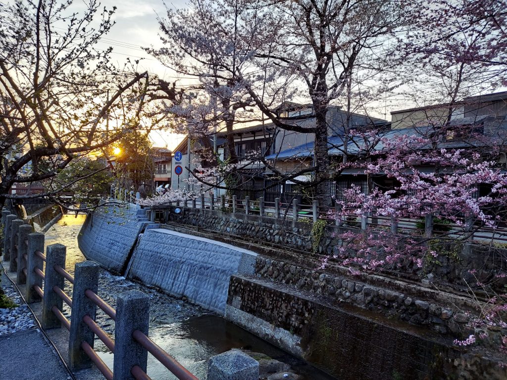 江名子川沿いの桜です。